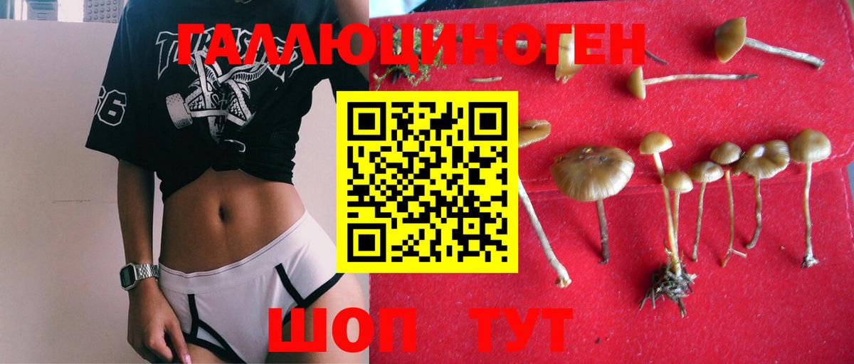 Галлюциногенные грибы Psilocybe Саратов